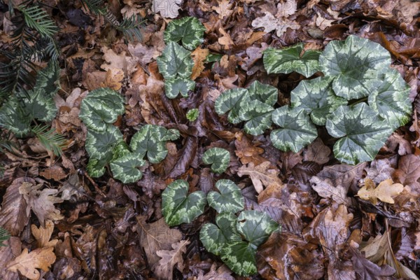 Cyclamen hederifolium (Cyclamen hederifolium), Emsland, Lower Saxony, Germany