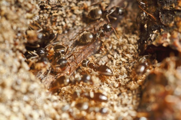 Lasius fuliginosus (Lasius fuliginosus), workers at the nest, ants inhabiting dead wood, Peene
