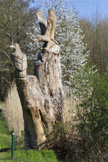 Carved sculpture of a white-tailed eagle (Haliaeetus albicilla) from a tree on the River Peene at