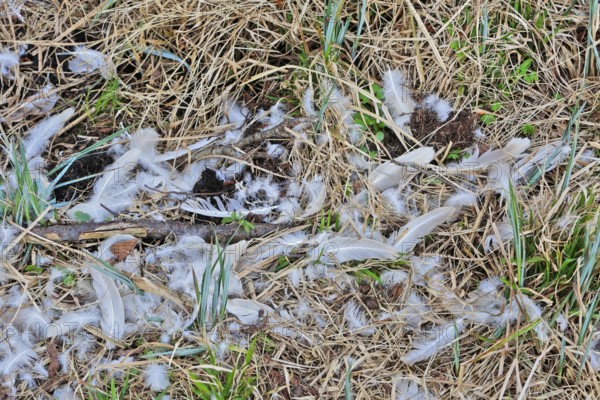 Mute swan (Cygnus olor), remnant of a beaten animal, predator, feathers of an etching, Peene Valley