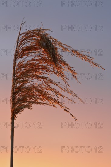 Reed grass seeds at sunset, reed tassel, Peenetal nature park Park, Mecklenburg-Western Pomerania,