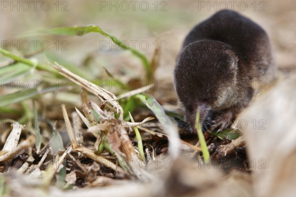 Wood shrew (Sorex araneus), foraging, Peene Valley nature park Park, Mecklenburg-Western Pomerania,
