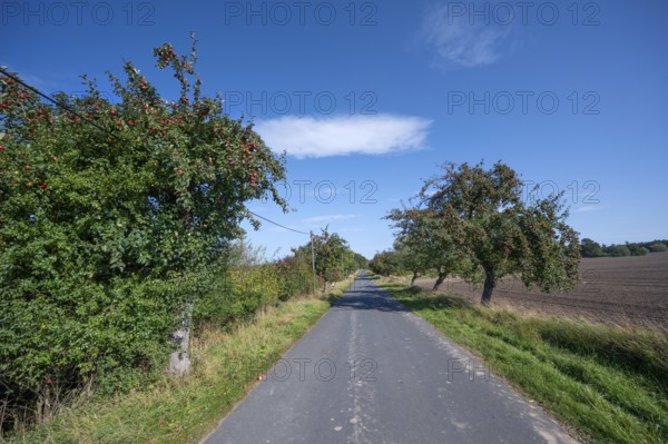 Apple tree avenue (Malus) with ripe fruit on a country road, Othenstorf, Mecklenburg-Vorpommern,