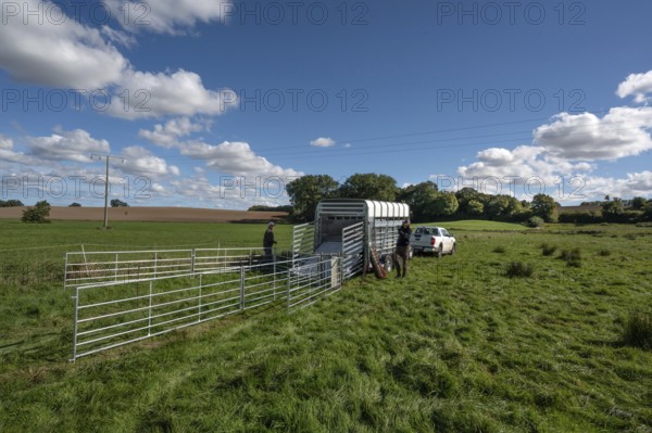 Shepherds build a ferch and prepare sheep load with a double-decker animal transporter on the