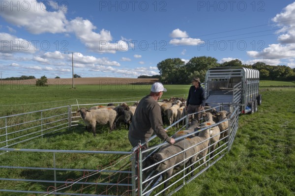 Shepherds prepare to load sheep standing in the Ferch into the animal transporter, Rehna,