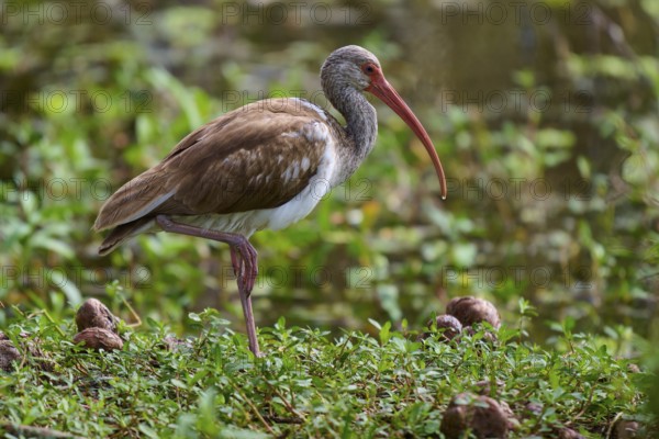 A bird with a long beak stands in a green, marshy environment near water, Snowy Ibis (Eudocimus