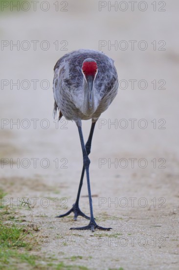 A crane on a path, with head down and attentive gaze, Canada cranes or Florida cranes (Grus