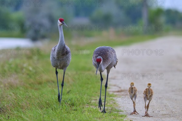 Crane parents and chicks walking side by side on a dirt track, Canada cranes or Florida cranes