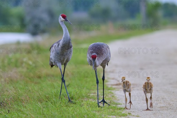 Two cranes with red heads leading their chicks along a path, Canada cranes or Florida cranes (Grus