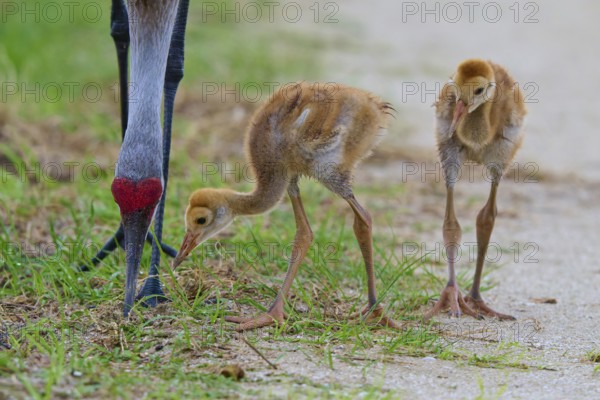 Two chicks pecking grass under an adult crane, Canada cranes or Florida cranes (Grus canadensis