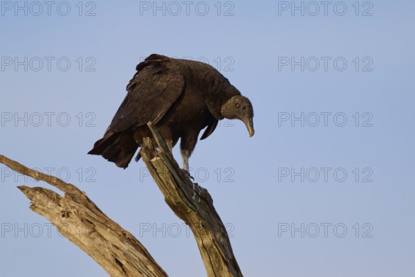 A vulture sits on a branch against the blue sky and looks down, Turkey Vulture (Cathartes aura),