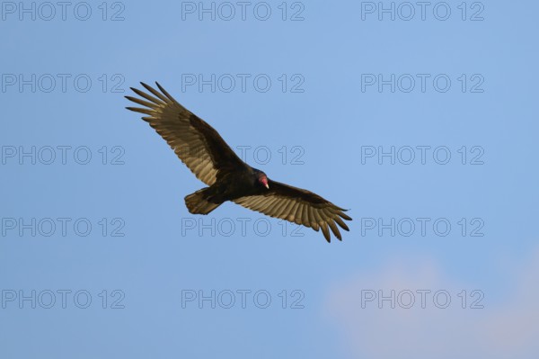A vulture flies with spread wings in the blue sky, Turkey Vulture (Cathartes aura), Spring, Orlando
