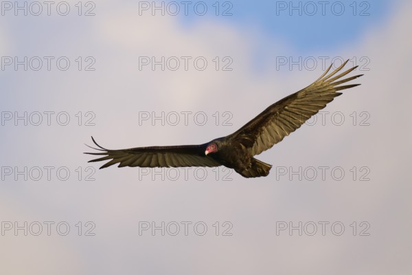 A vulture with outspread wings flies against a cloudy sky, Turkey Vulture (Cathartes aura), Spring,