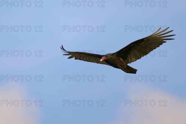 A vulture flies with spread wings in the clear blue sky, turkey vulture (Cathartes aura), spring,