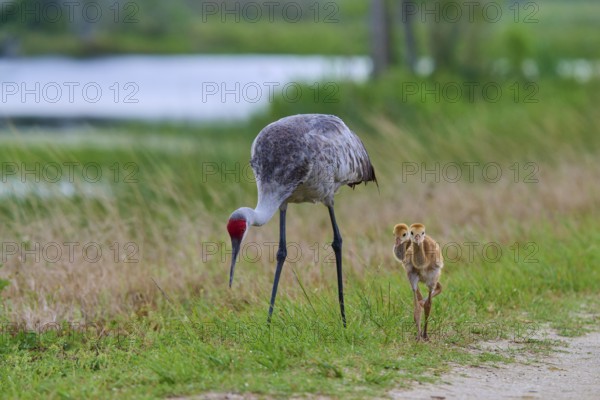 A crane and two chicks walking along a gravel path near a lake, Canada cranes or Florida cranes