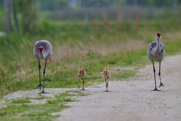 Crane parents and their chicks walk along a grass-lined path, Canada cranes or Florida cranes (Grus