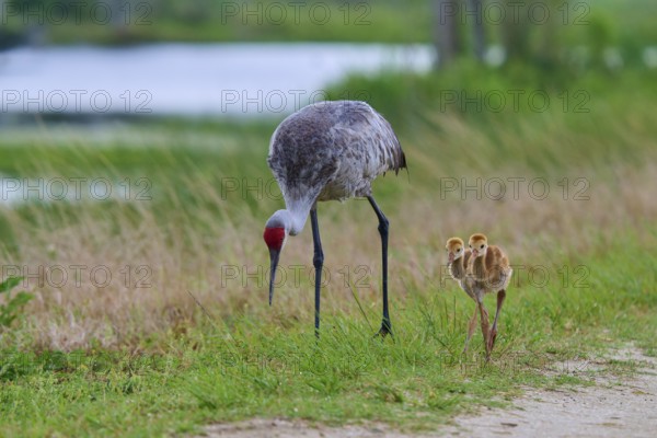 Cranes with chicks walking along a gravel path surrounded by grass, Canada cranes or Florida cranes