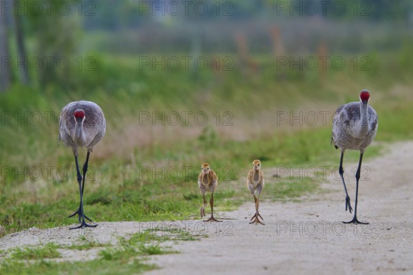 Crane parents and chicks walking along a rural path, Canada cranes or Florida cranes (Grus
