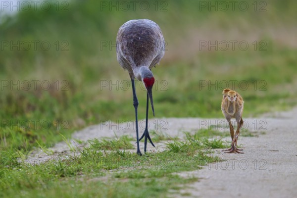 A crane with chicks follows a path flanked by grass, Canada cranes or Florida cranes (Grus