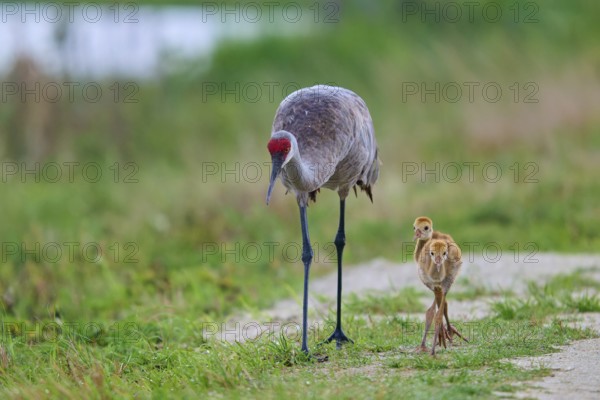 A crane leads its chick along a nature trail, Canada cranes or Florida cranes (Grus canadensis