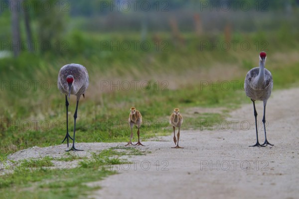 Family of cranes walking close together on a path, Canada cranes or Florida cranes (Grus canadensis