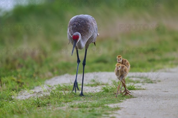 A crane and its chicks walking along a rural path, Canada cranes or Florida cranes (Grus canadensis