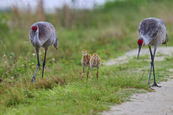 Two cranes with chicks on a grassy path, Canada cranes or Florida cranes (Grus canadensis