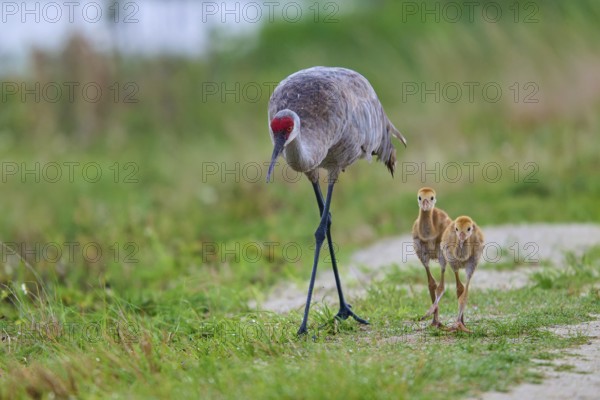 Crane with chicks on a path in a natural environment, Canada cranes or Florida cranes (Grus