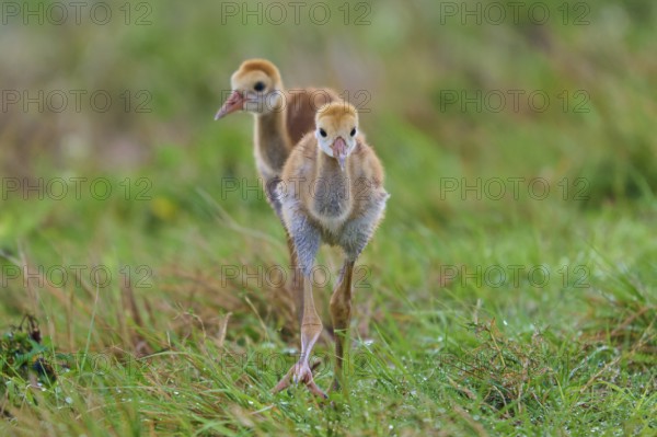 Two chicks running over dewy grass, Canada cranes or Florida cranes (Grus canadensis pratensis),