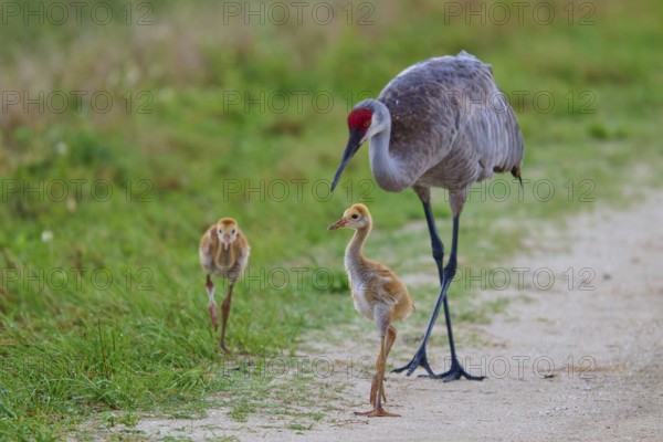 Crane with two chicks walking on a natural path, Canada cranes or Florida cranes (Grus canadensis