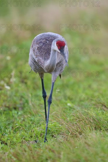 A crane stands in the green grass, focussed on its surroundings, Canada cranes or Florida cranes