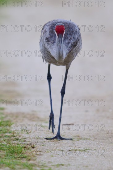 A crane on a path, viewed head-on with an attentive gaze, Canada cranes or Florida cranes (Grus