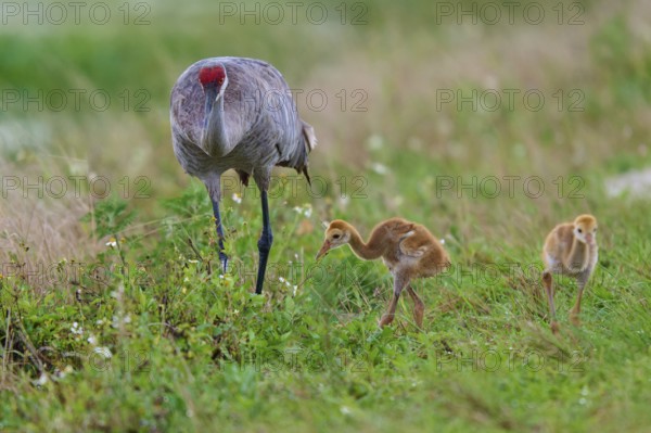 A crane with two chicks in a green meadow landscape, Canada cranes or Florida cranes (Grus