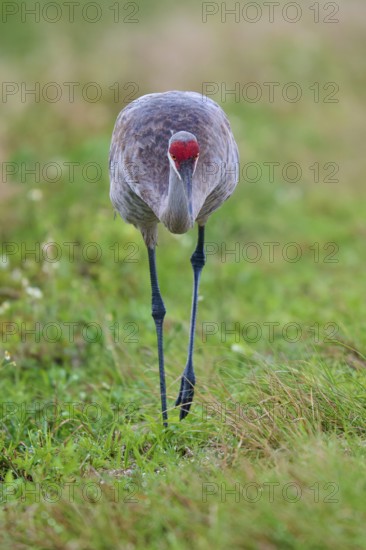 A crane in the grass with reverent posture and red head, Canada cranes or Florida cranes (Grus