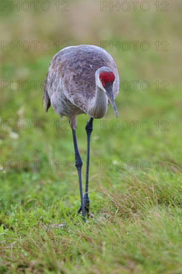 A single crane standing at attention in the grass, Canada cranes or Florida cranes (Grus canadensis