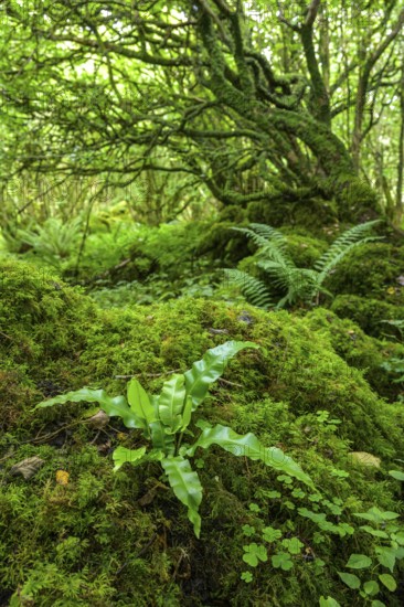 Mossy forest and ferns at St Colman's Chapel and Sacred Spring, Burren, Keelhilla, Carran, County