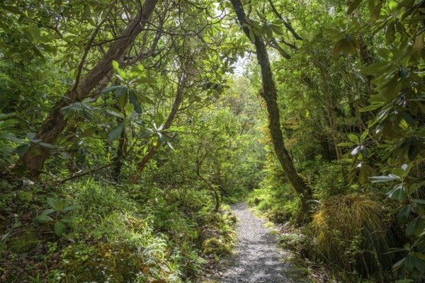 Hiking trail through forest and parkland near the castle, Glenveagh National Park, Cross Roads,