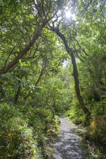 Hiking trail through forest and parkland near the castle, Glenveagh National Park, Cross Roads,