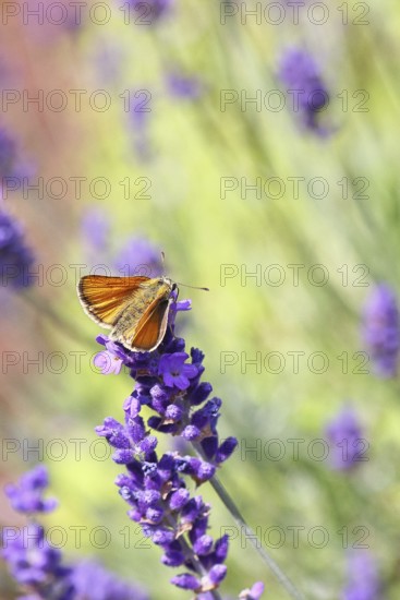 Large skipper (Ochlodes venatus), collecting nectar from a flower of Common lavender (Lavandula
