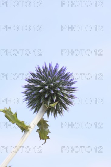 Blue globe thistle (Echinops ritro), flower, high-key image, ornamental plant in a garden,