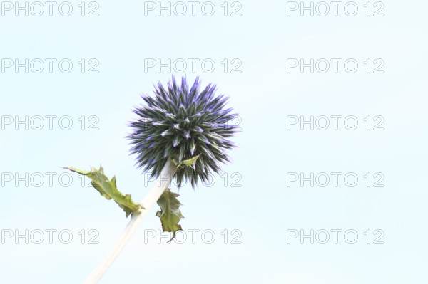 Blue globe thistle (Echinops ritro), flower, high-key image, ornamental plant in a garden,