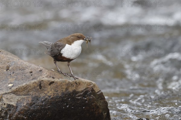 White-throated White-throated Dipper (Cinclus cinclus) standing with prey on a stone in the middle