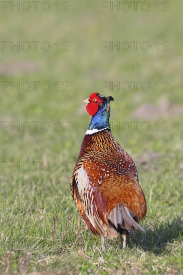Pheasant, hunting pheasant (Phasianus colchicus), adult male bird in a meadow, wildlife, Lembruch,