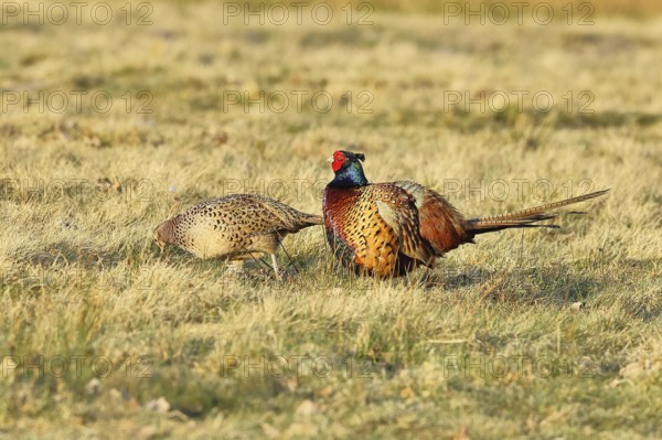 Pheasant, hunting pheasant (Phasianus colchicus), adult cock with hen in a meadow, wildlife,