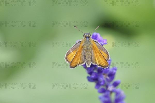 Large skipper (Ochlodes venatus), collecting nectar from a flower of Common lavender (Lavandula
