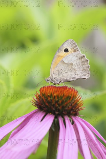 Meadow Brown (Maniola jurtina), collecting nectar from a flower of the purple coneflower (Echinacea