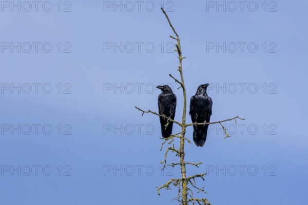 A pair of common ravens (Corvus corax) sitting in the crown of a dead spruce tree, tree top, pair,