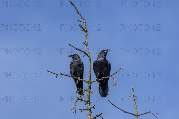While one raven (Corvus corax) seems to have a lot to tell, the other just seems to be enjoying the