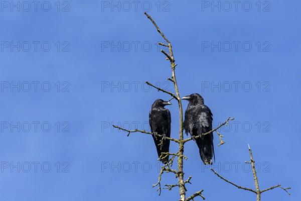 Whether this pair of common ravens (Corvus corax) are male and female cannot be determined, nor can