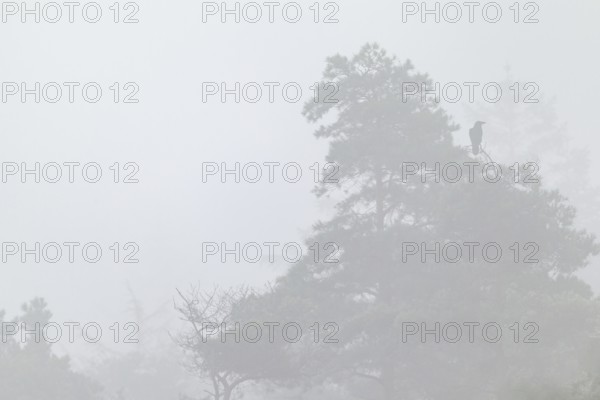 The deep calls of the common raven (Corvus corax) in the mist lend the scenery something mystical